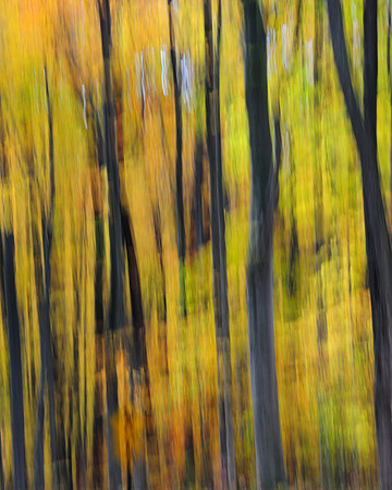Forest abstract