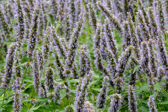 Cones everywhere