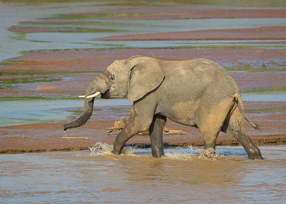 African Elephant