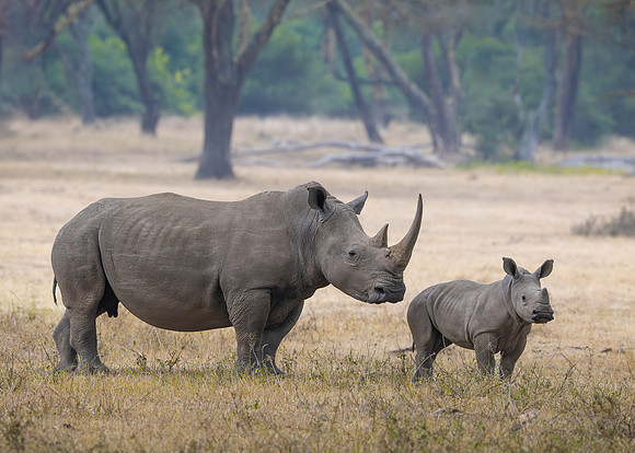 Rhinoceros