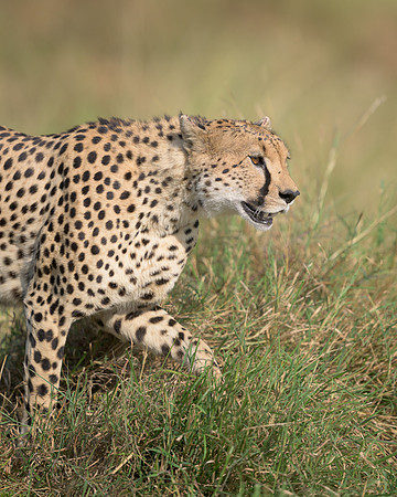 Cheetah
