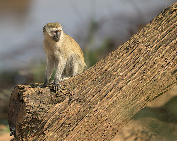 Northern Vervet Monkey