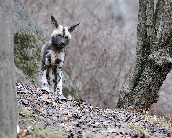 African wild dog pup