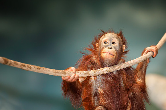 Orangutan with rope