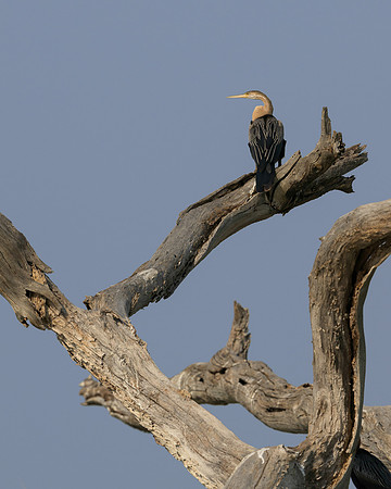 African Darter