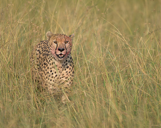 Cheetah