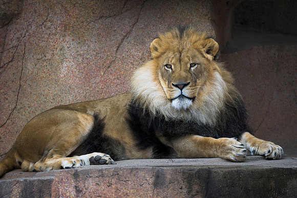 African lion