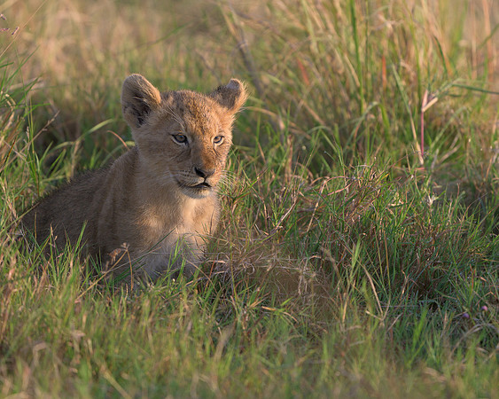 Lion Cub