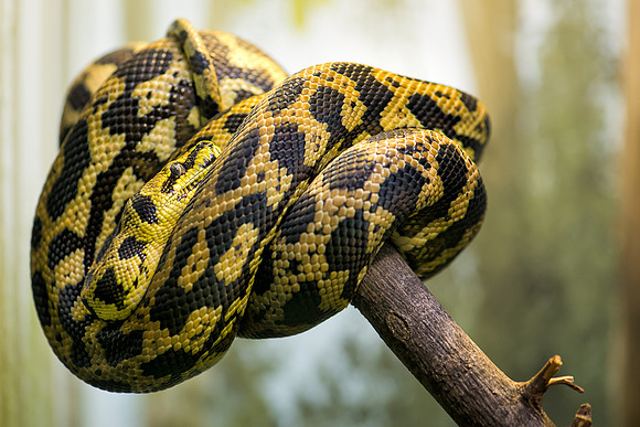 Carpet python