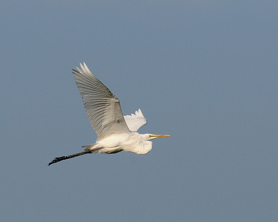 Egret in flight