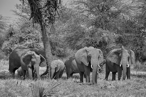 Elephants