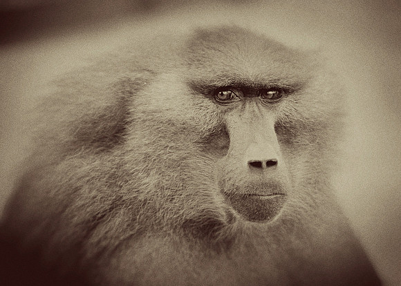Baboon
