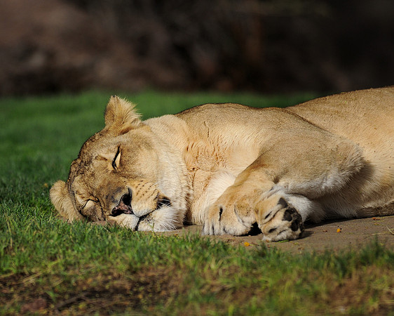 Sleeping lion