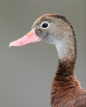 Black-bellied whistling duck
