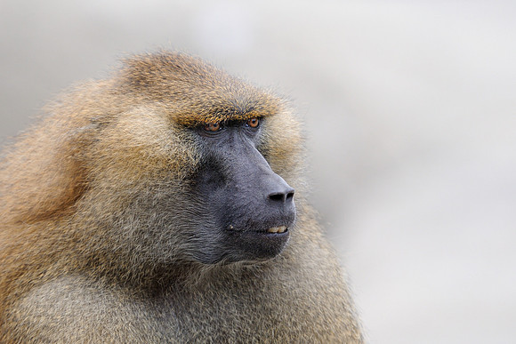Baboon