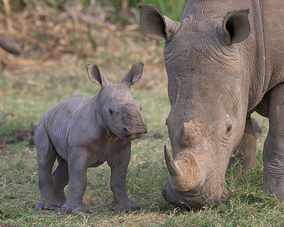 White Rhinoceroses