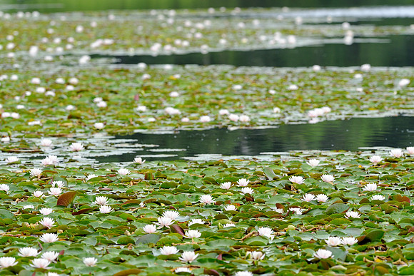 Water lilies