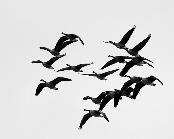 Flock of greese in flight