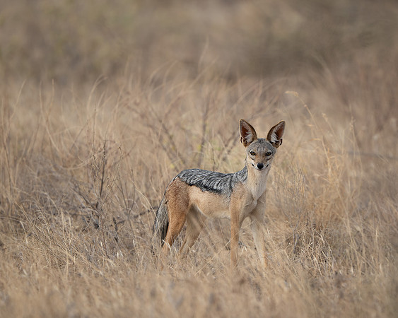 Black-backed Jackal