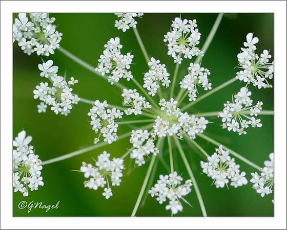 Wild carrot