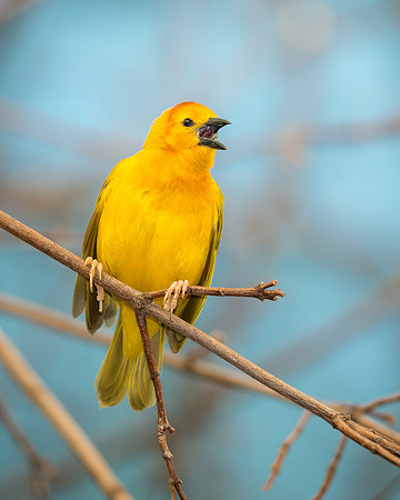 Golden Weaver