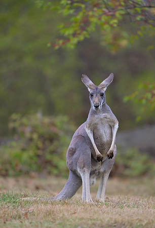 Kangaroo