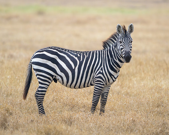 Zebra