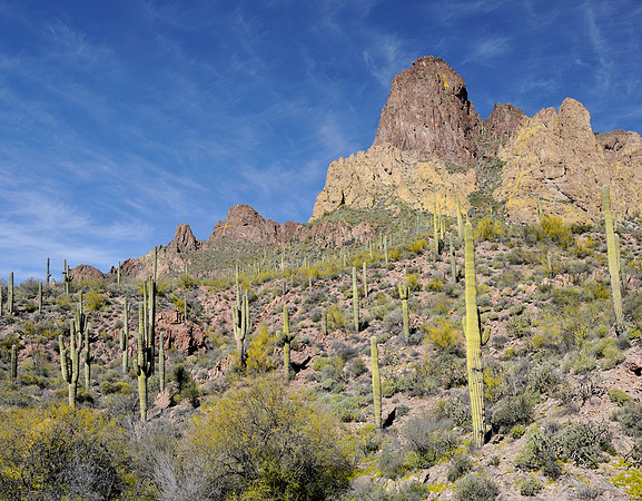 Desert landscape