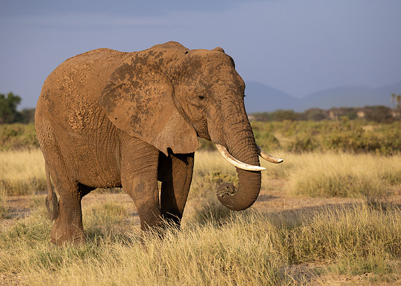 African Elephant
