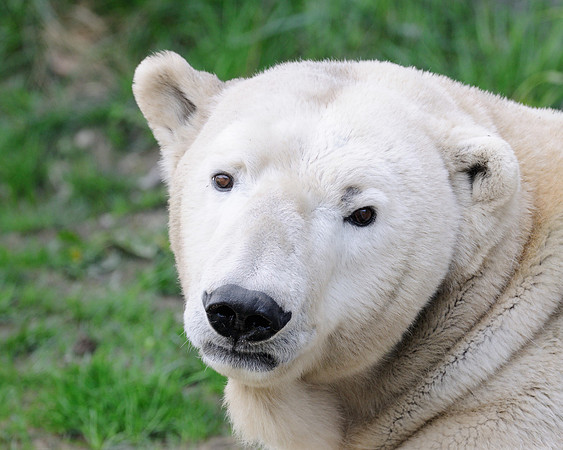 Polar bear