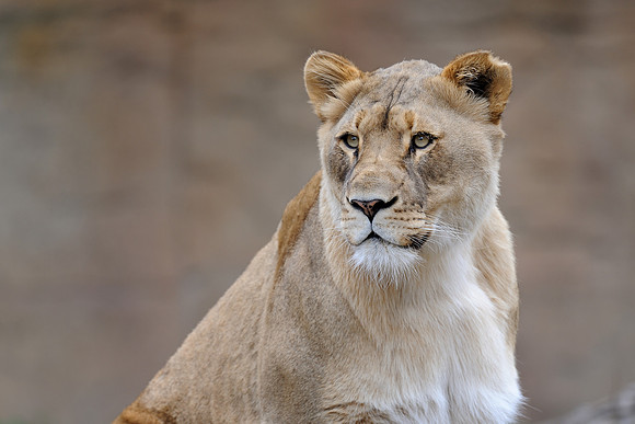 Female African lion