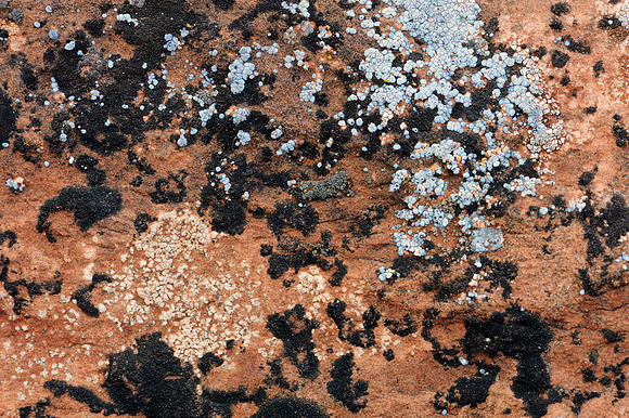 Lichen abstract
