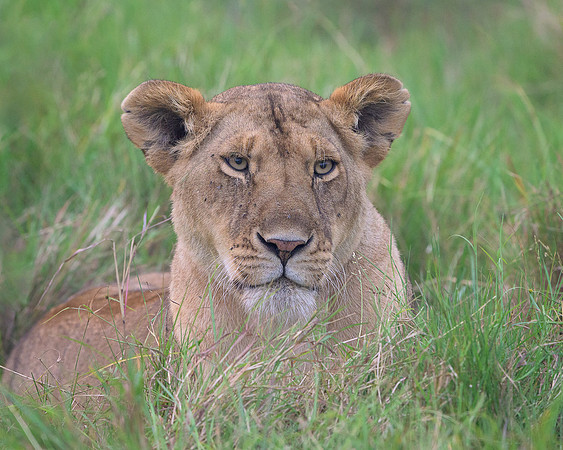 Lioness