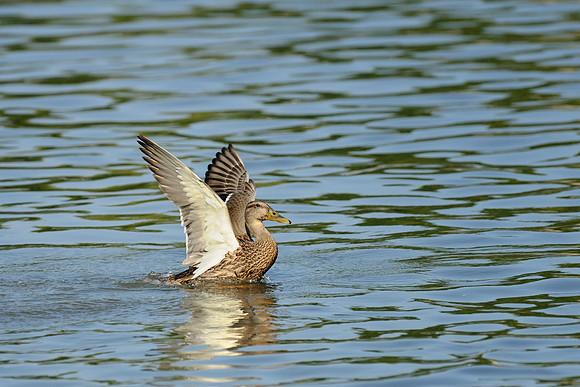 Duck