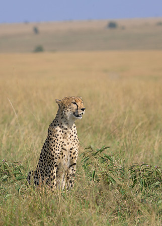 Cheetah