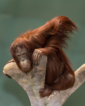 Orangutan