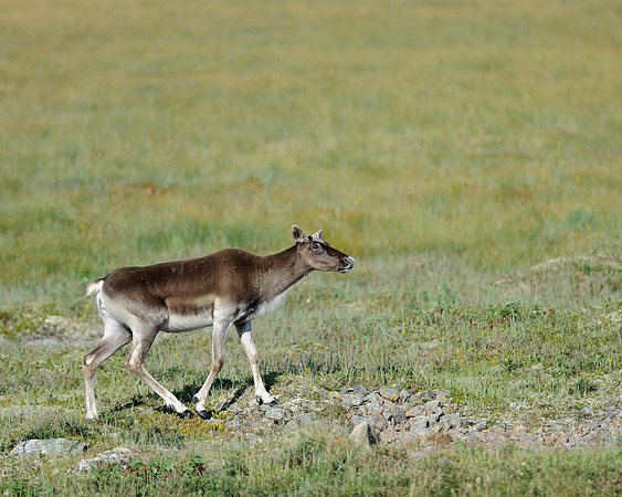 Caribou