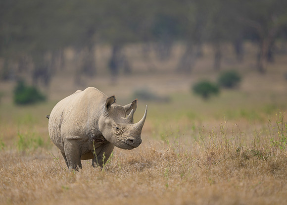 Black Rhinoceros