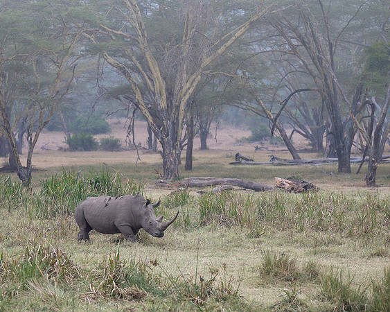 Rhinoceros
