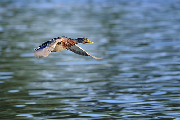 Duck in flight