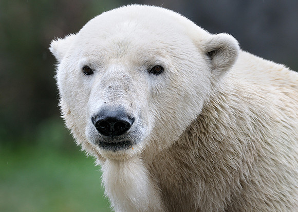 Polar bear