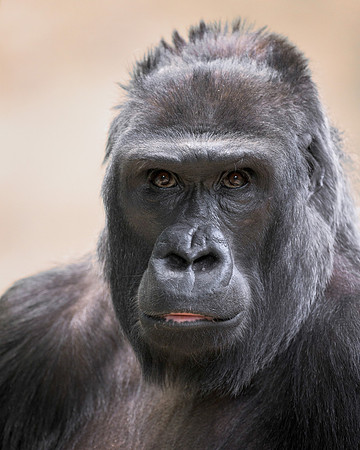 Western lowland gorilla