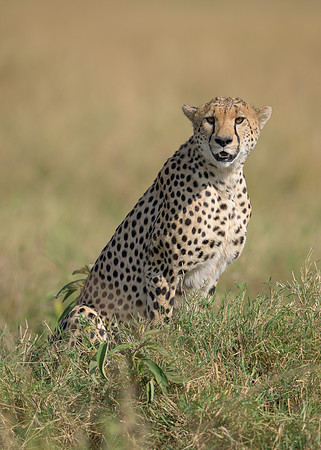 Cheetah