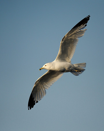 Gull in flight