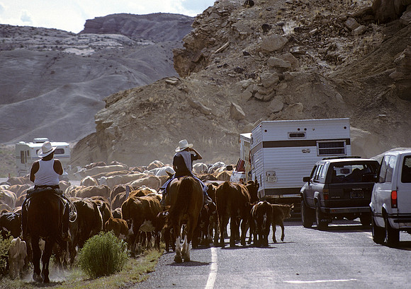 Cattle drive