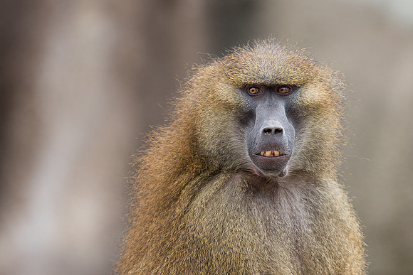 Guinea baboon
