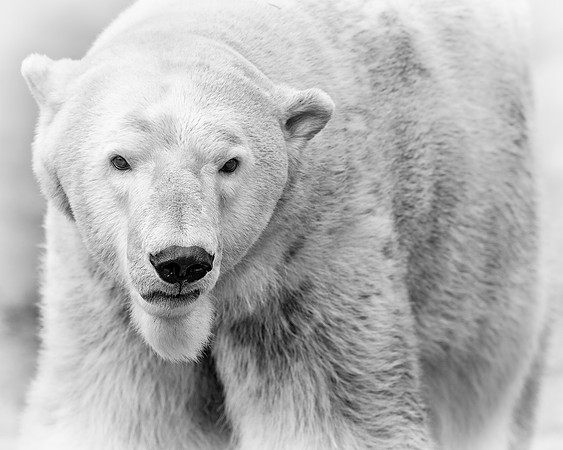 Polar bear