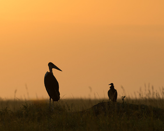 Stork & Vulture Silhouette