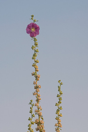 A single purple flower