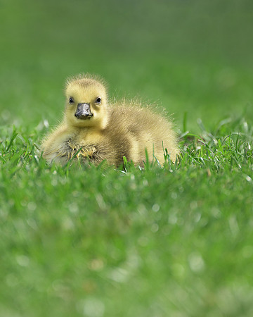 Gosling